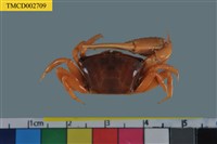 藏品(北方丑招潮蟹)的圖片